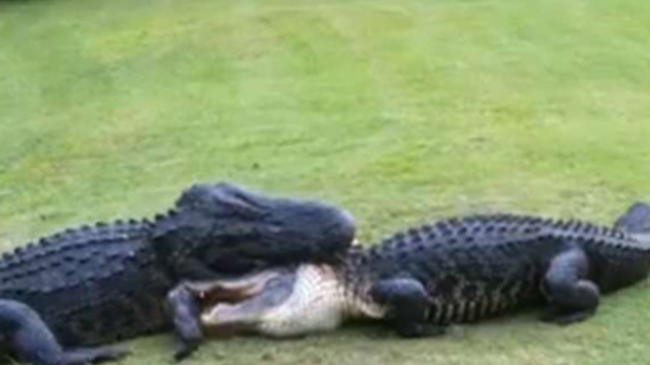 Pelea de cocodrilos en un campo de Golf