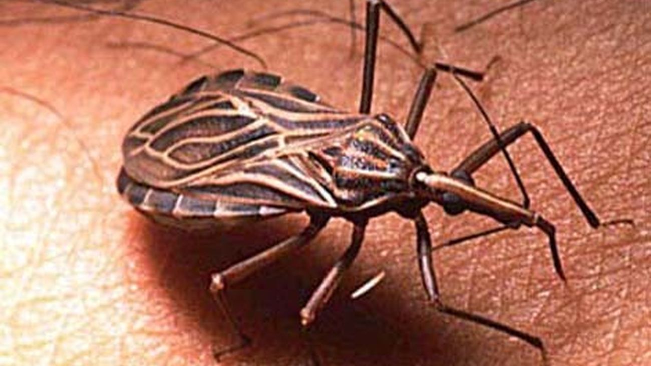 Madrid Salud hace mañana diagnósticos del Chagas, una enfermedad tropical