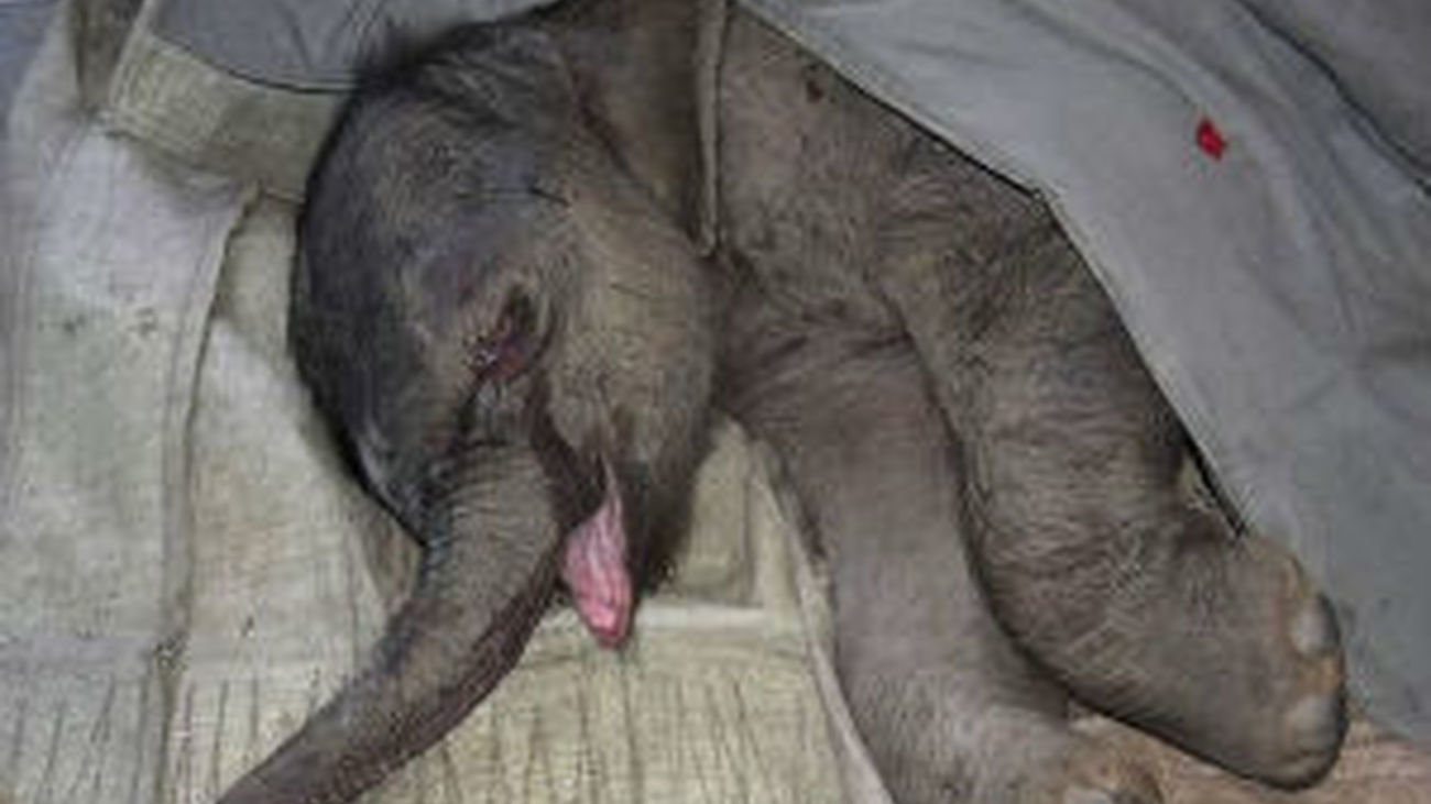 Bebé Elefante