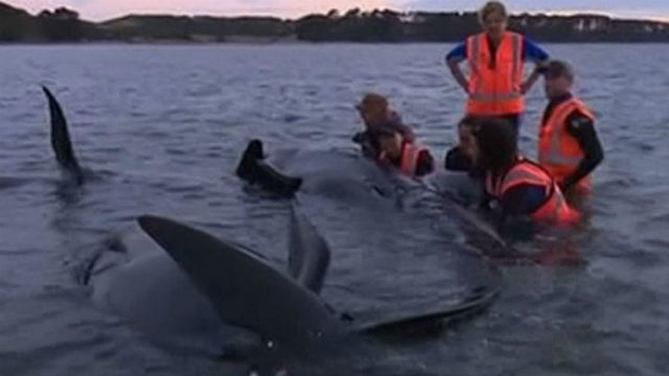 Mueren un centenar de ballenas varadas en Nueva Zelanda