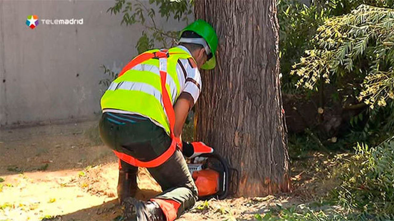 El Ayuntamiento tala uno de cada tres árboles en Virgen del Puerto