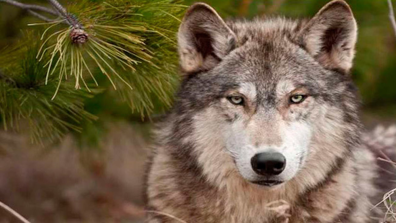 La Comunidad duplica las ayudas ganaderas por la existencia de lobos