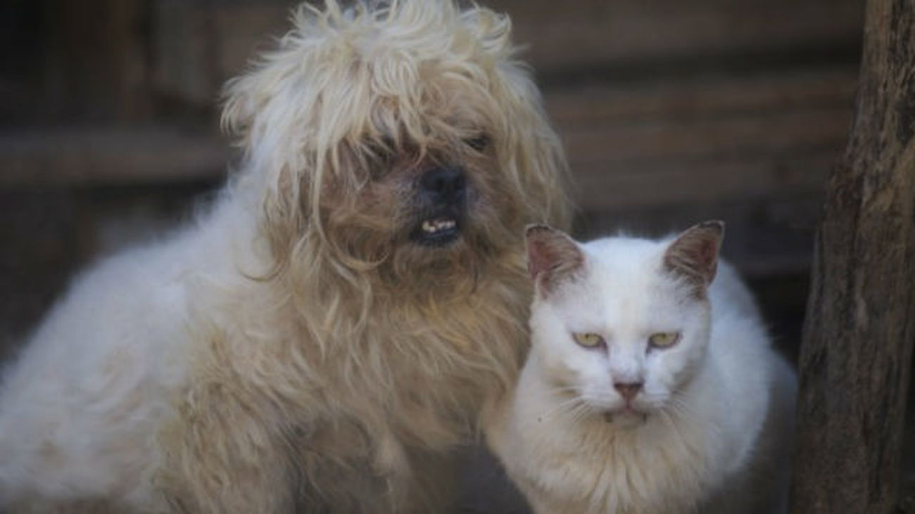 La tasa de abandono de animales en Semana Santa es de un 40%, según Tiendanimal