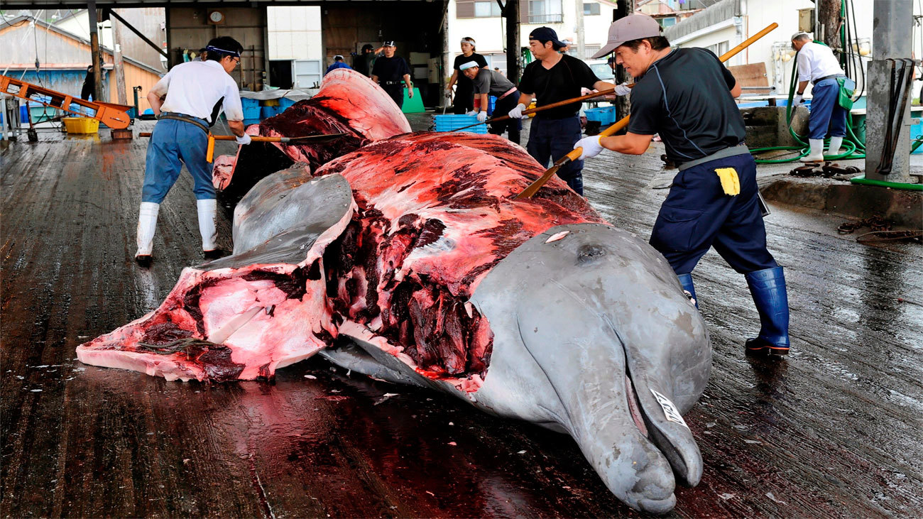 Japón se retira de la comisión que protege a las ballenas