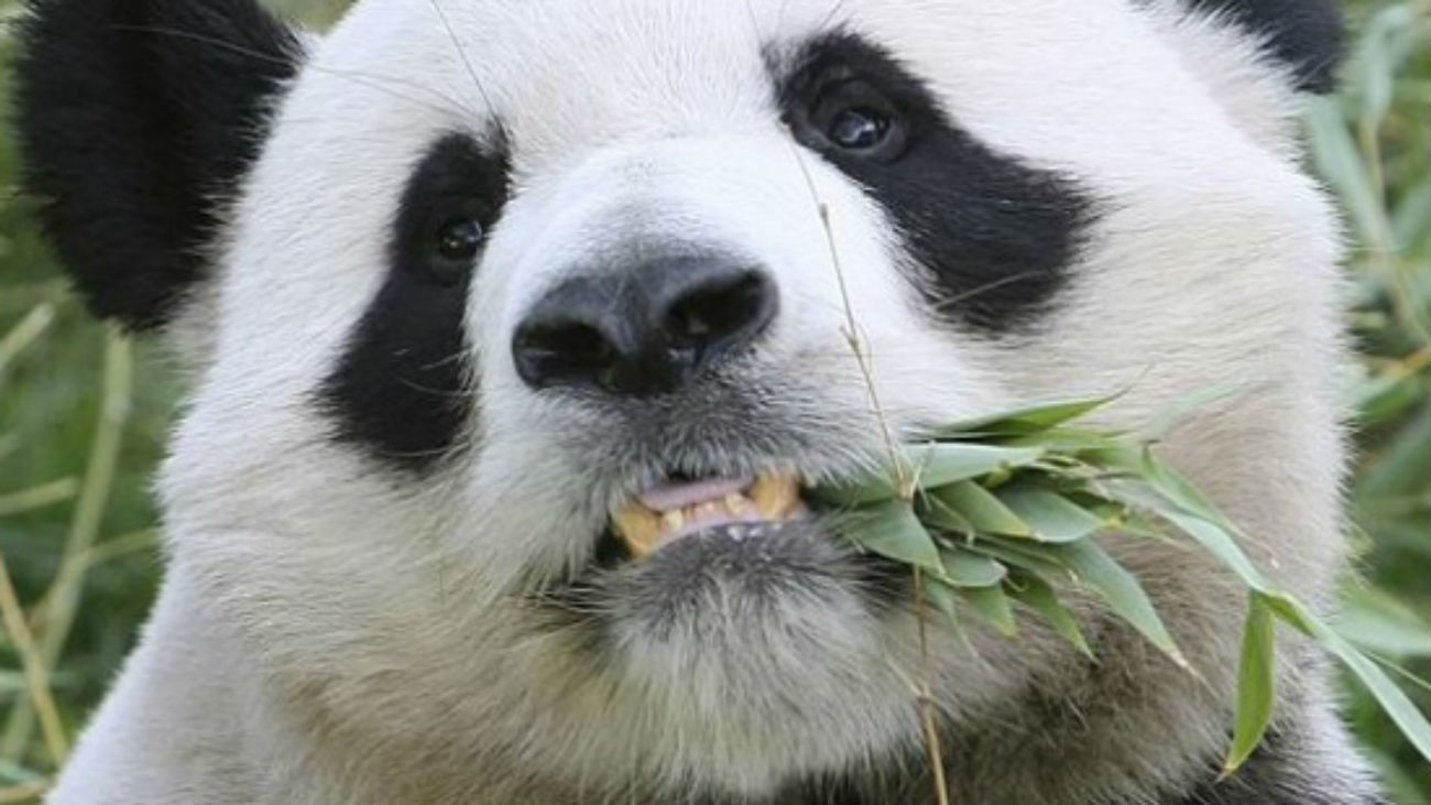 Los antiguos pandas gigantes no se alimentaban solo de bambú