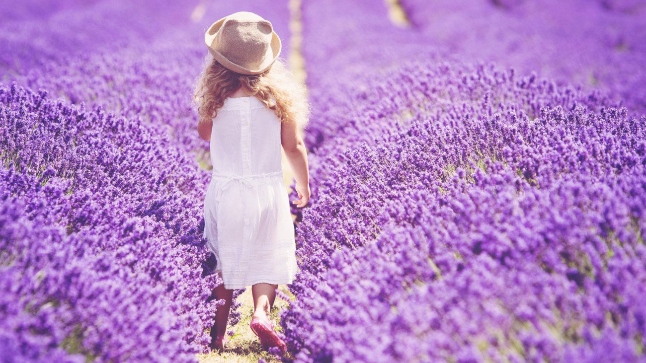 El 'Festival de la Lavanda' en Brihuega