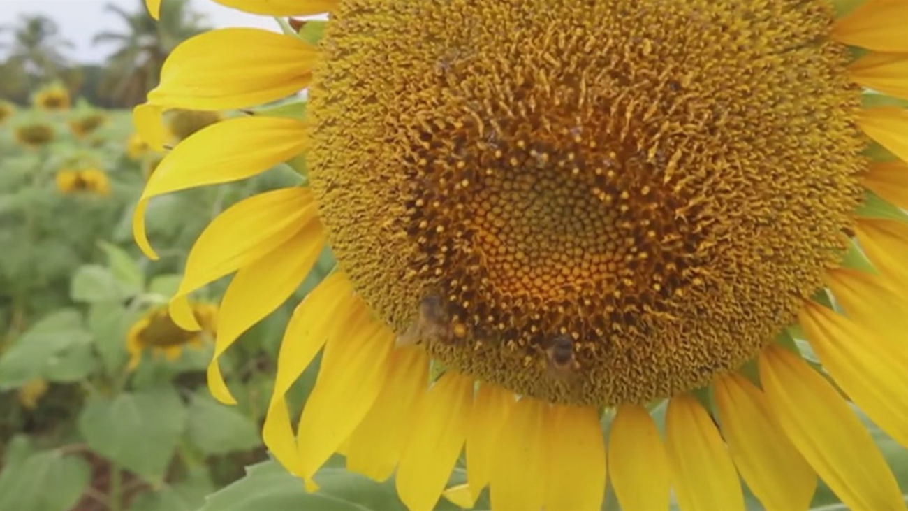 El girasol, la flor del mes de julio