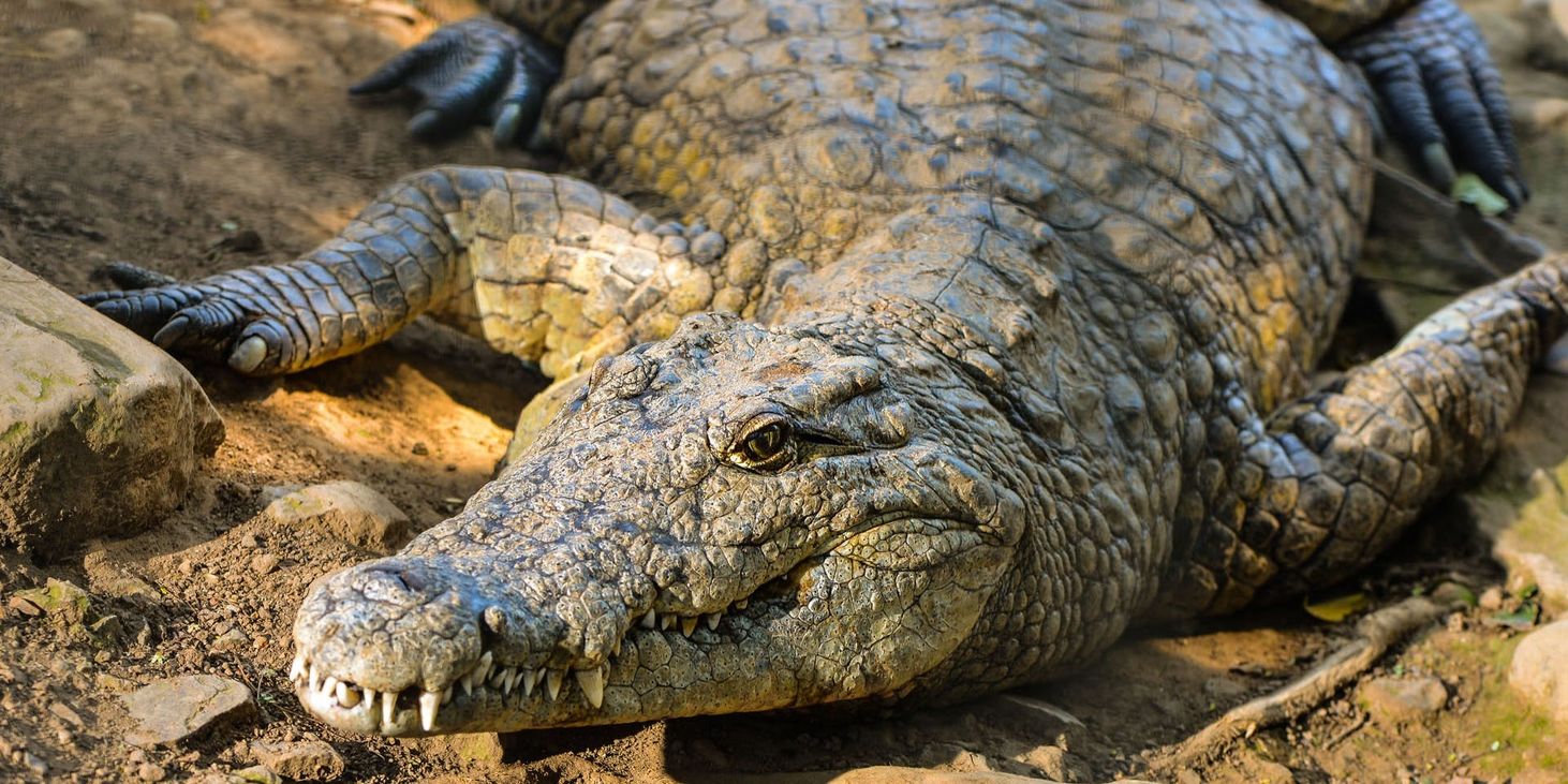 Un cocodrilo devora a un niño de 10 años