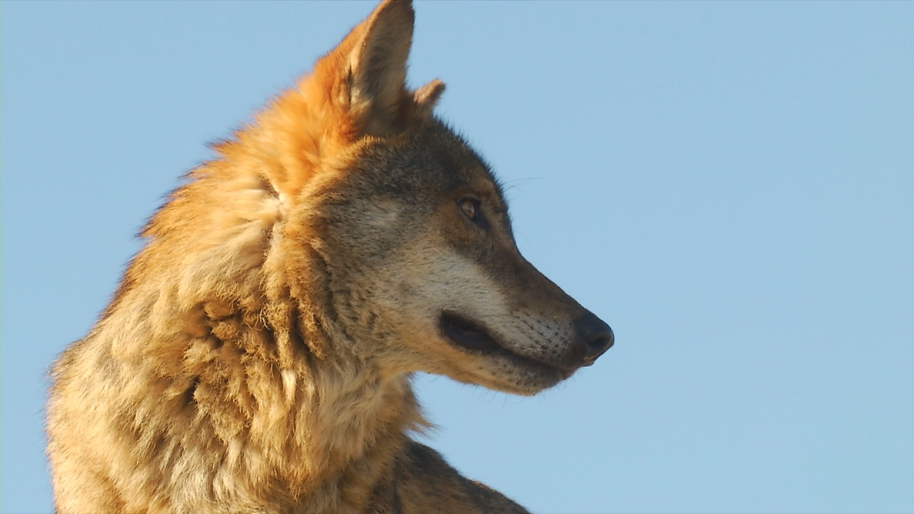 Nuevos ataques de lobos en Garganta de los Monte