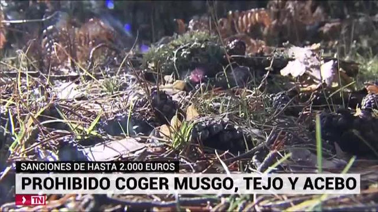 Hasta 200.000 euros de multa por arrancar musgo natural para decorar los  belenes