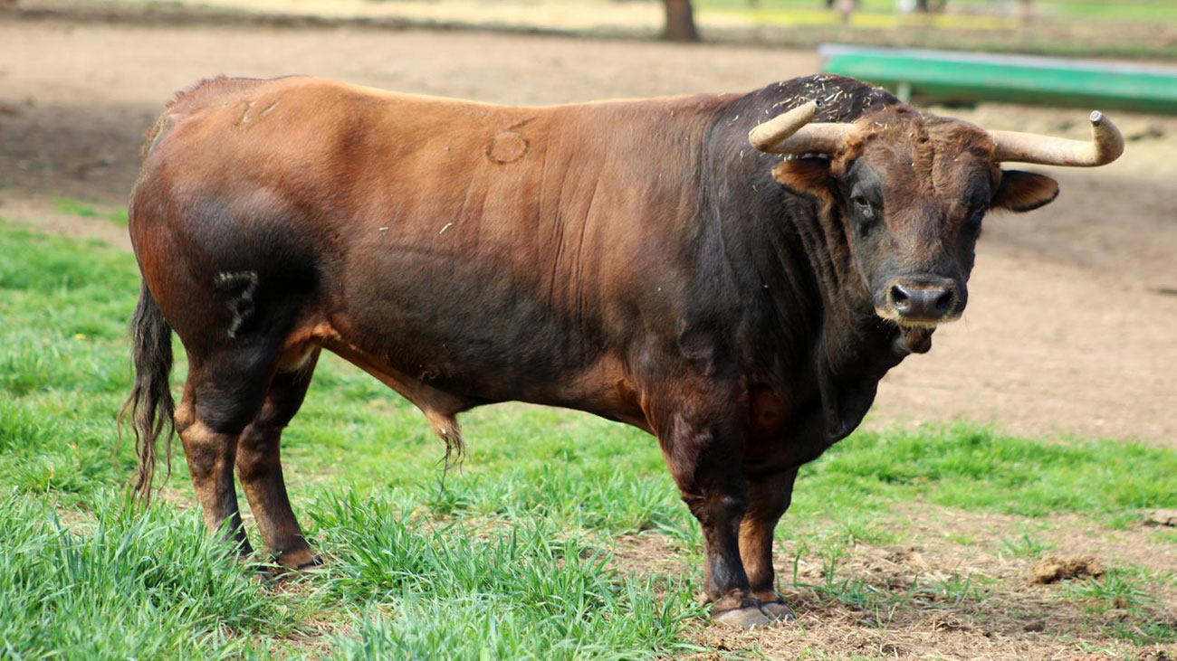 Se acerca la primera Feria Taurina de la temporada en Madrid