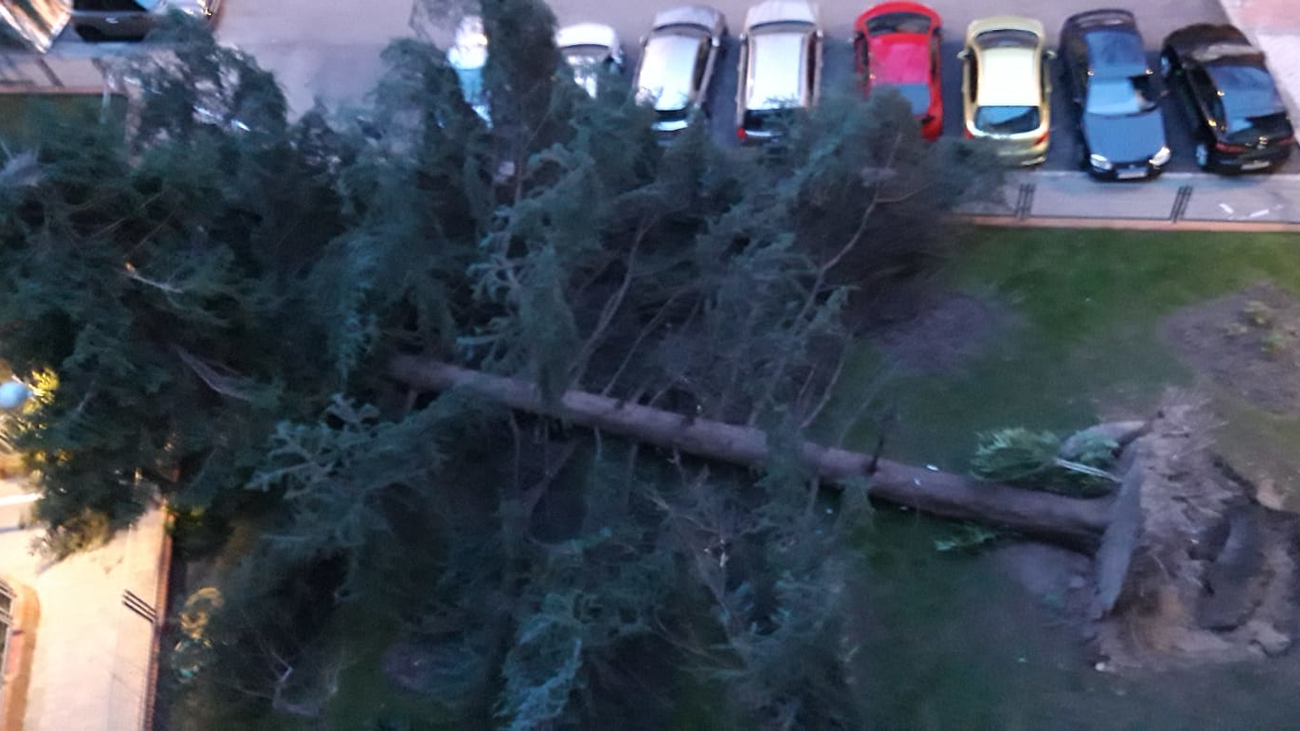 Varios árboles caídos en Madrid por culpa del fuerte viento