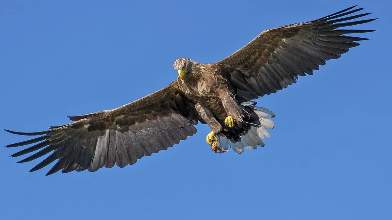 El águila imperial, una especie en peligro de extinción