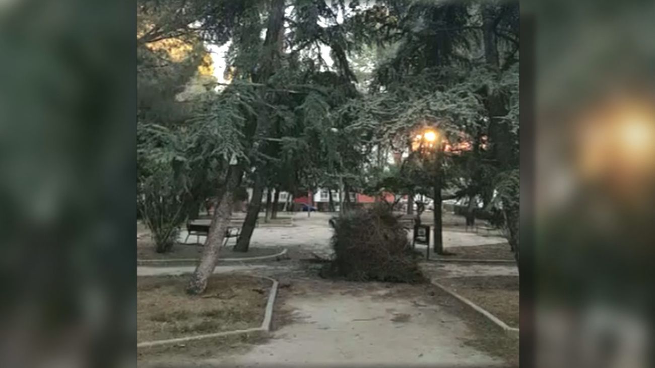 Nido gigante de cotorras caído en un parque de San Blas