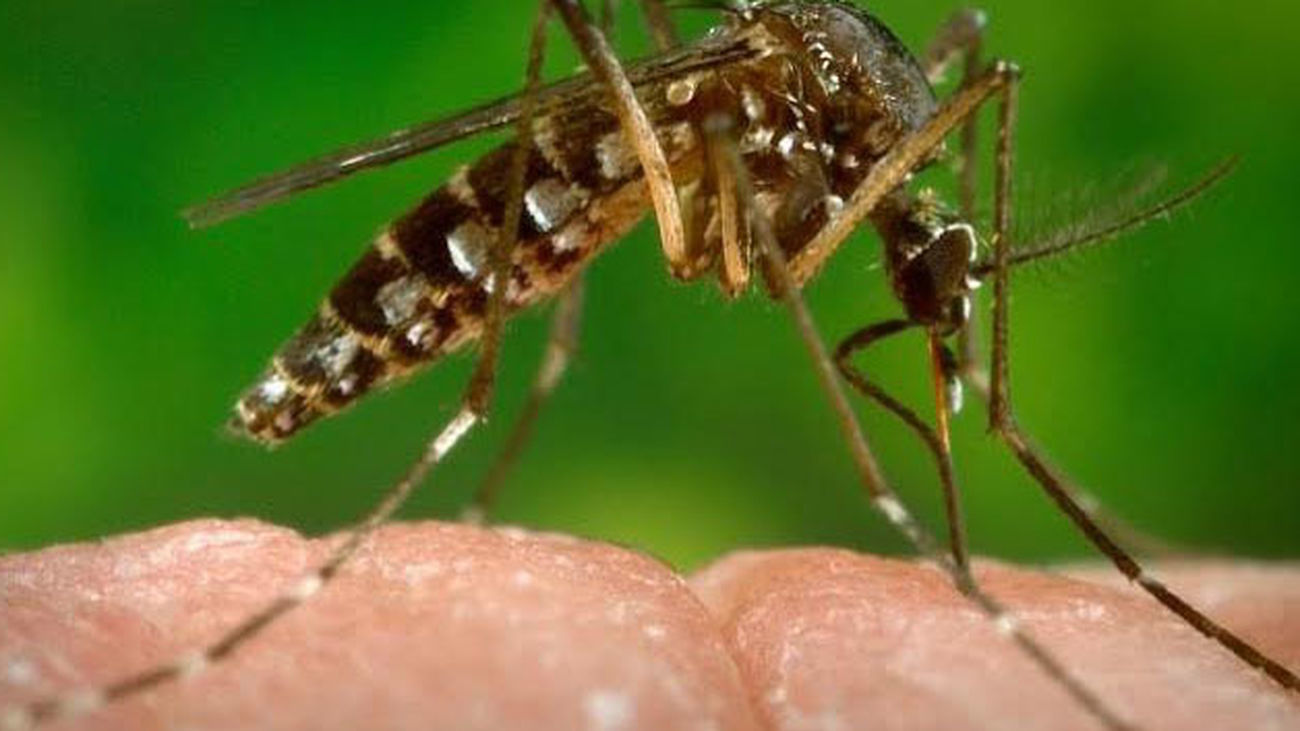El mosquito tigre no transmite el coronavirus