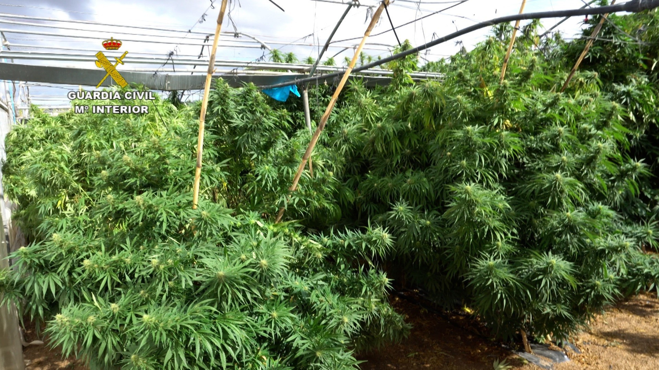 Cuantas plantas de marihuana se puede tener