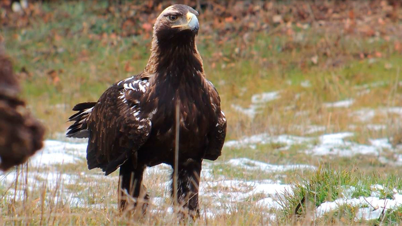 El turismo que busca la mejor fotografía del águila imperial