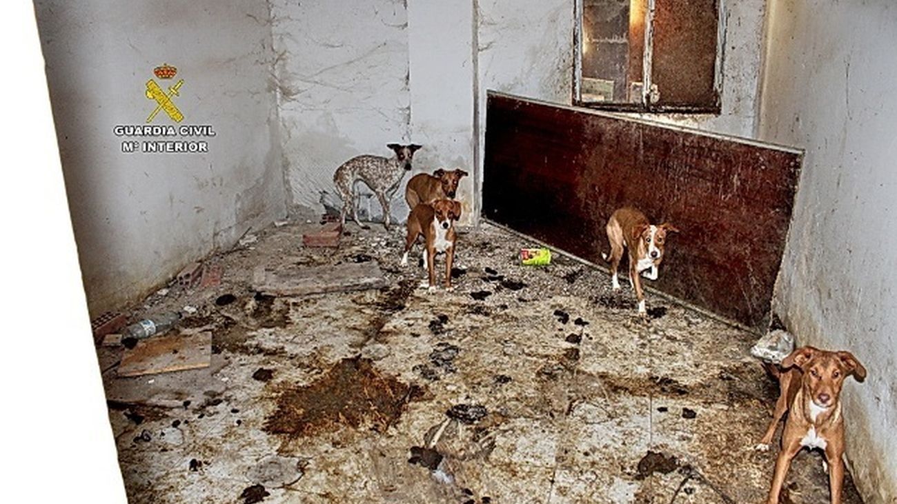 LA Guardia Civil encuentra en una finca a decenas de perros en condiciones deplorables