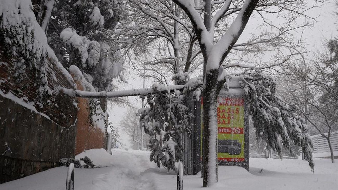 Un árbol caído en Madrid por la nevada Filomena
