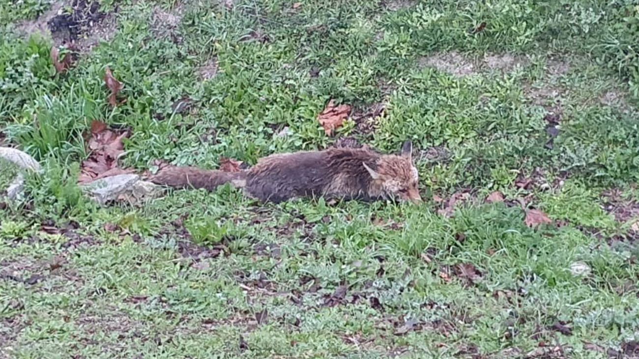 Un zorro perdido en Valdemoro