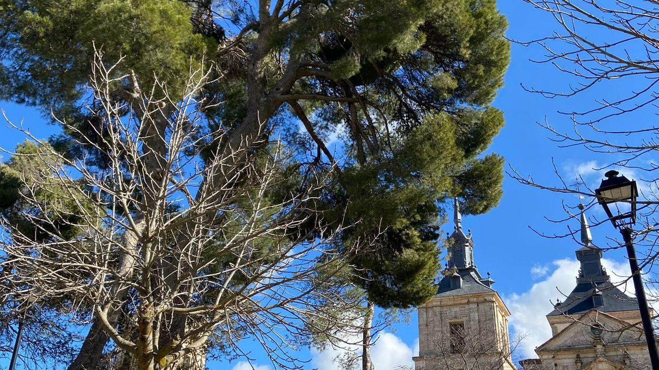 Pino carrasco de Nuevo Baztán, árbol singular de la Comunidad de Madrid