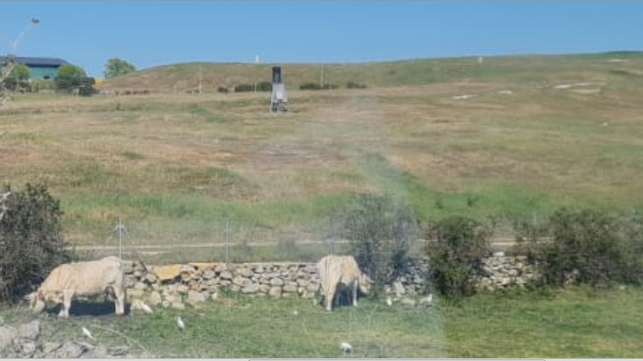 Ecologistas denuncia que un grupo de vacas  pasta junto al vertedero de Colmenar Viejo