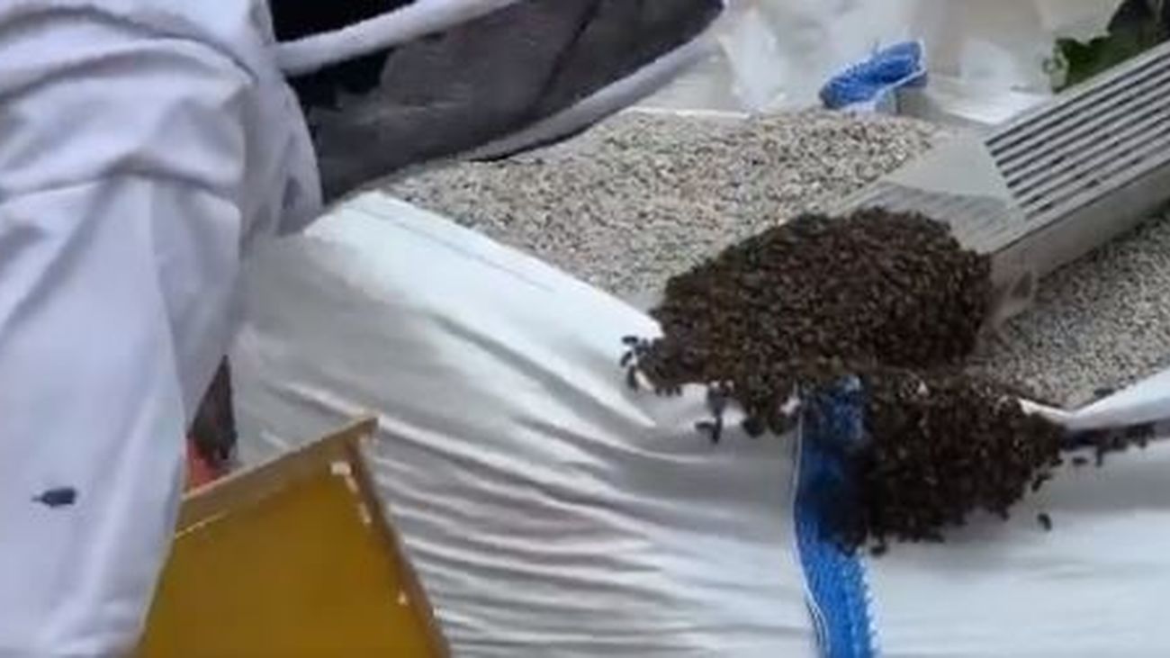 Los bomberos del Ayuntamiento retiran enjambres de abejas en el Retiro