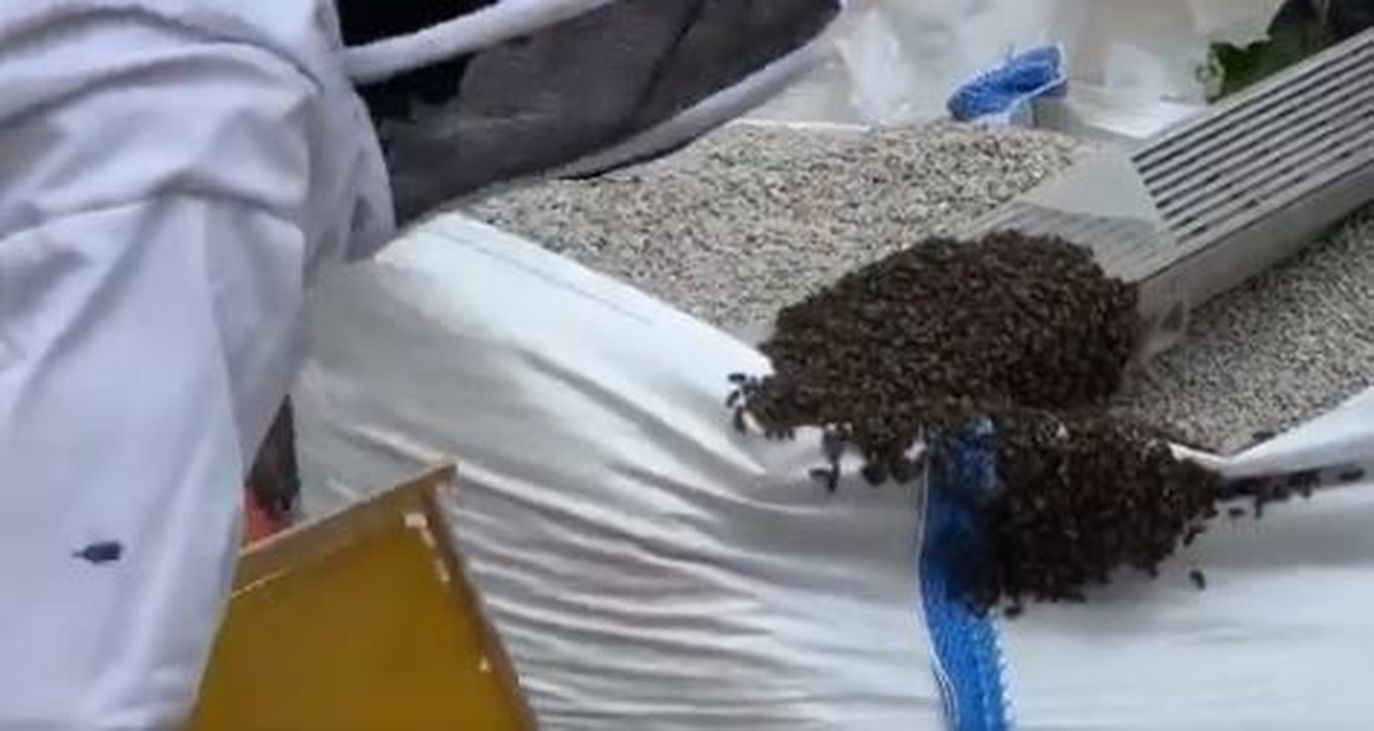 Cómo recoger enjambres de abejas