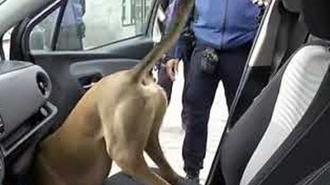 Unidad canina de la Policía Municipal de Madrid