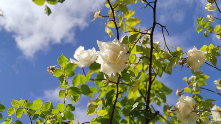 En busca de la rosa perfecta en La Rosaleda de Madrid