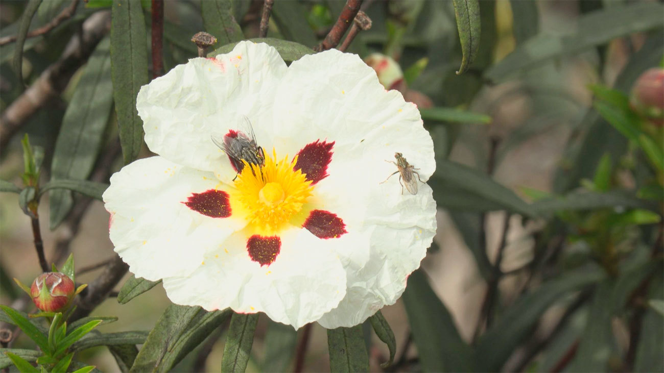 Descubrimos el mundo de las flores comestibles 