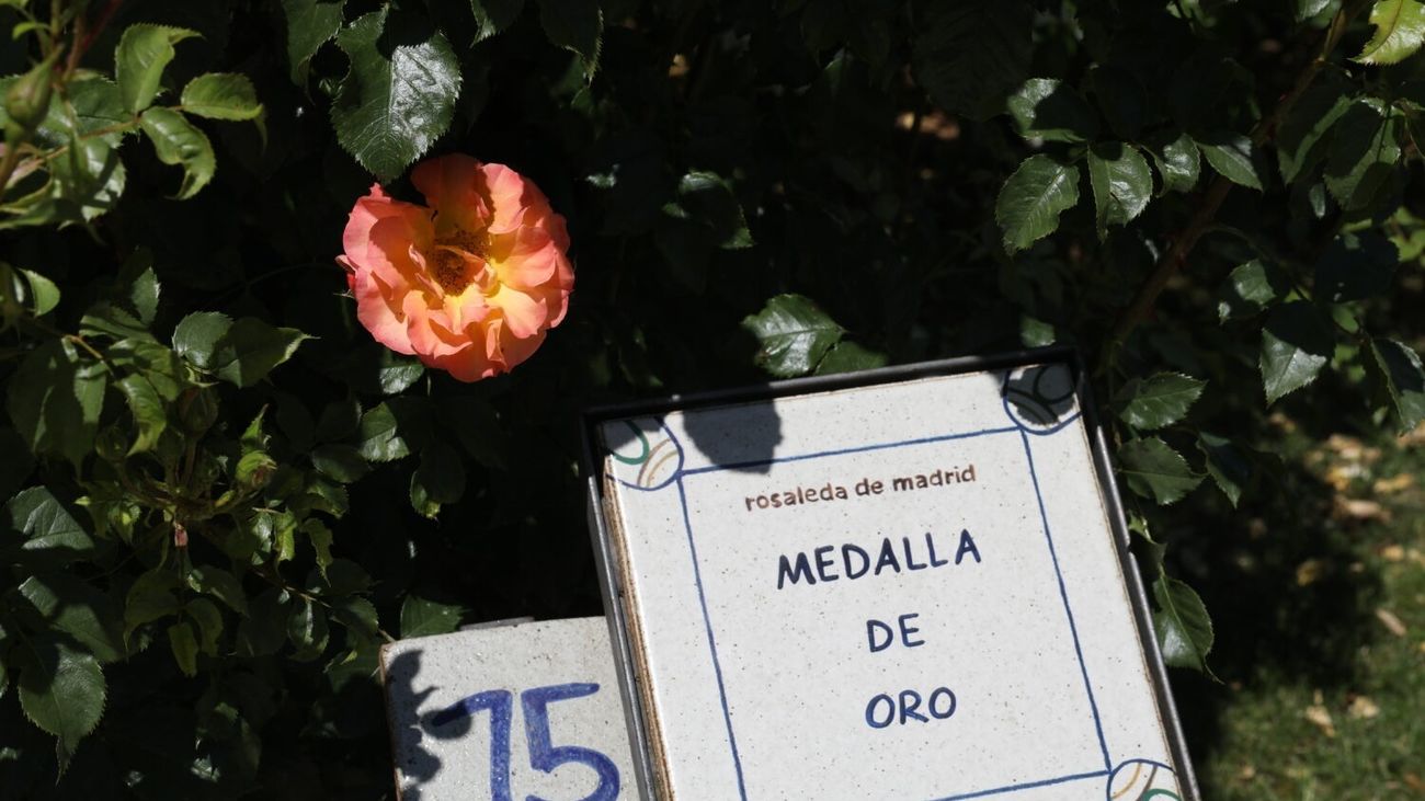Rosa ganadora del Concurso Internacional Rosa 'Villa de Madrid'