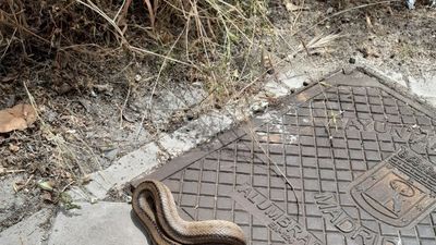 No, las serpientes que habitan en la Comunidad de Madrid no son peligrosas