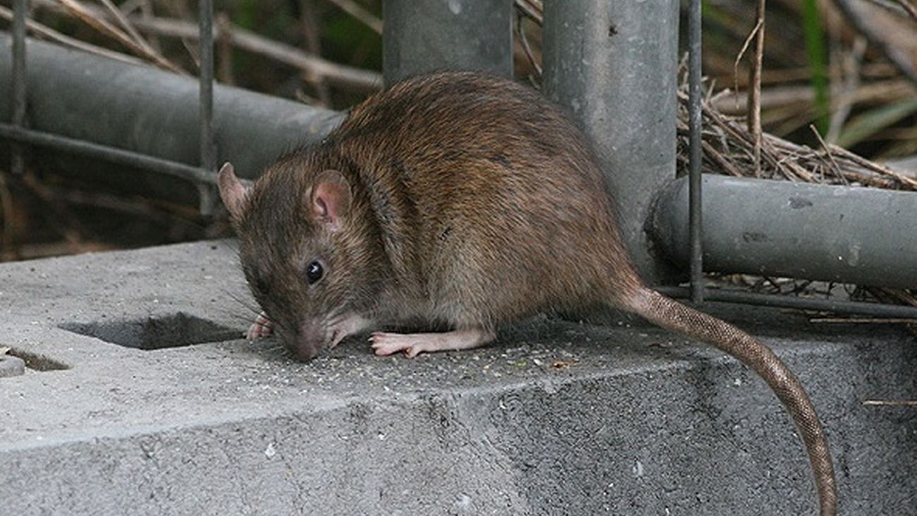 Ejemplar de rata en el medio urbano