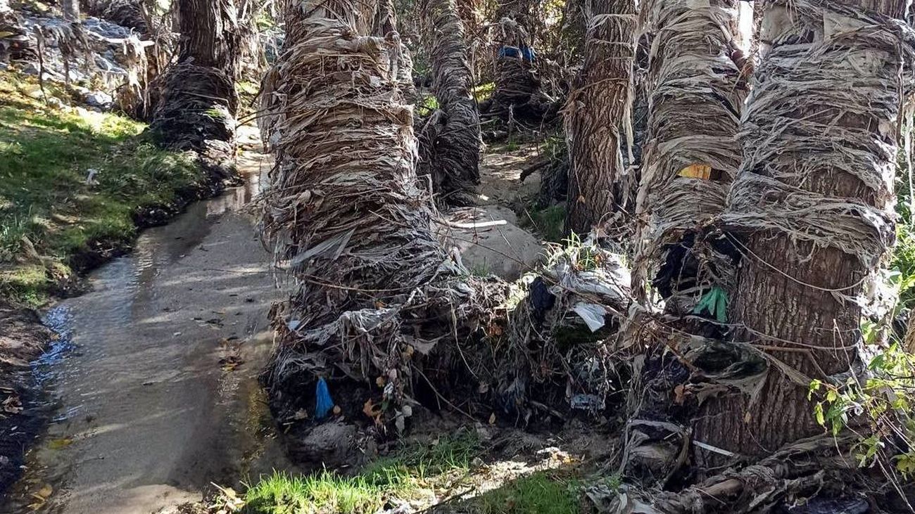 Árboles y vegetación del río Jarama envuelta en toallitas y otros desperdicios