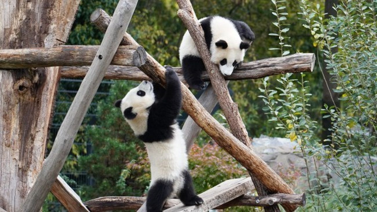 El oso panda deja de ser especie 'en peligro', según China