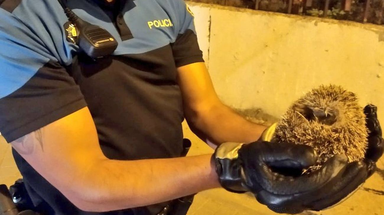 Un agente de la Policía Municipal de Alcorcón muestra el erizo a salvo