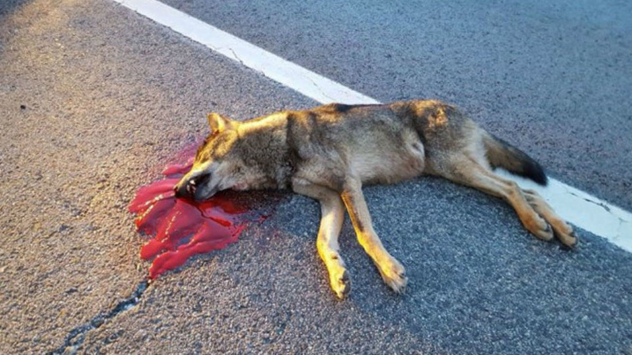 Ejemplar de lobo joven atropellado en una carretera de la Sierra de Madrid