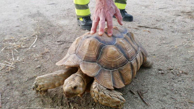 Agentes Forestales rescatan en El Vellón a una tortuga de espolones africana