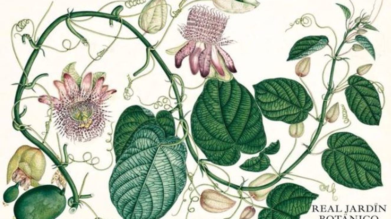 Las pasifloras o 'flores del sufrimiento' ilustran  el calendario del Real Jardín Botánico de 2022