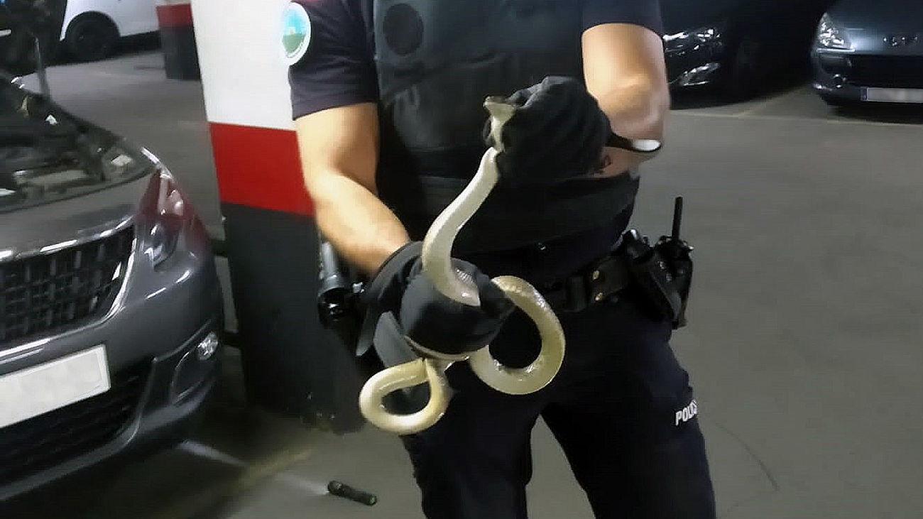 Policía local de Móstoles captura una serpiente