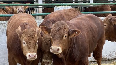 Suspenden la subasta de ganado de Colmenar Viejo por riesgo epidemiológico de 'lengua azul'