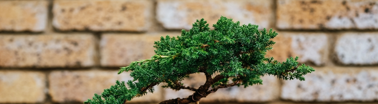 Descubrimos el arte del bonsái, el cultivo de un árbol enano