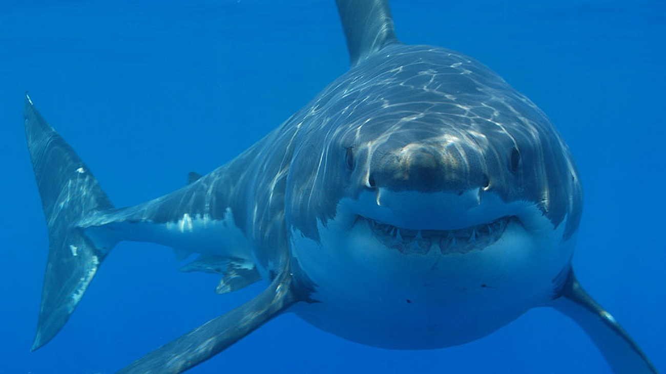 A los tiburones les gusta la carne humana