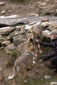 Carlos es el encargado de cuidar a 14 lobos en semilibertad