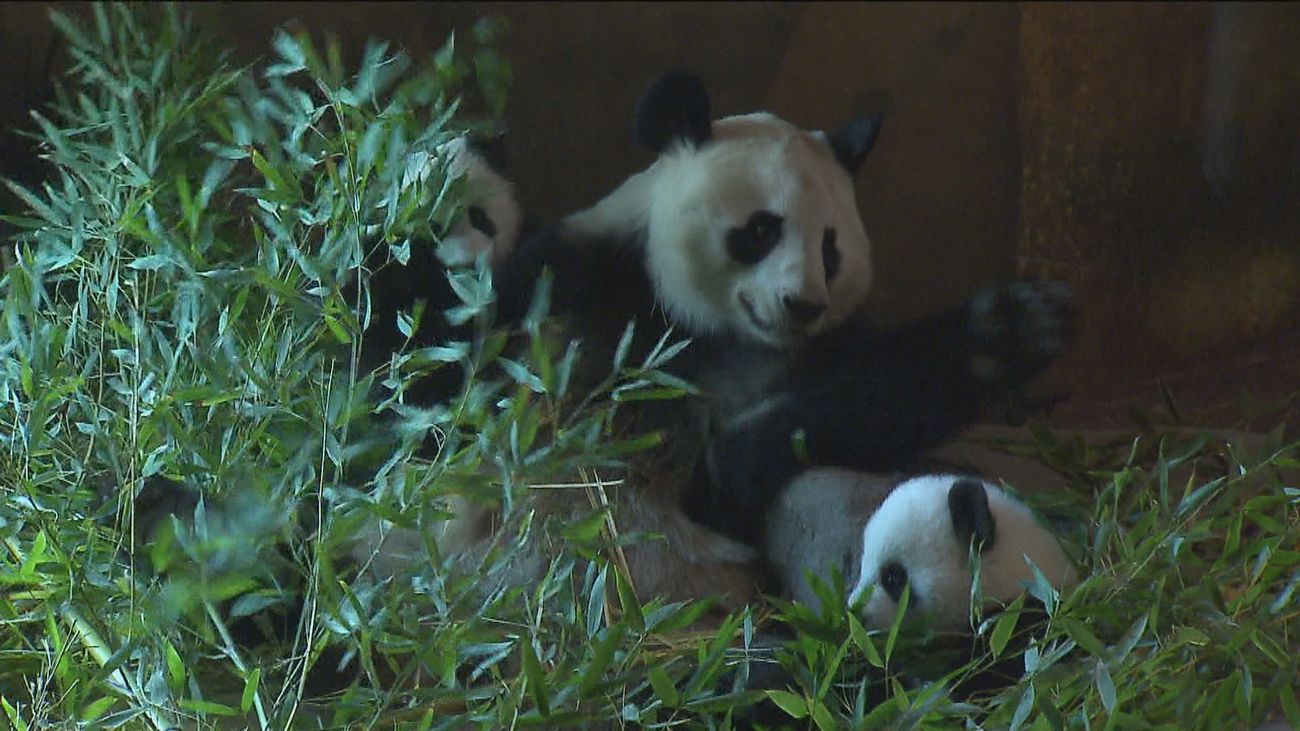 fotos de osos panda bebes