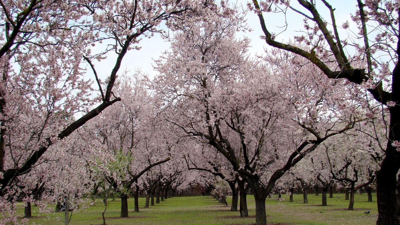 La Quinta de los Molinos ya tiene a sus almendros en flor