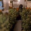 Ciudad Lineal, Tetuán y Villa de Vallecas: tres operaciones contra el tráfico de marihuana en Madrid