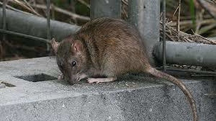 Sanse pide en un Bando colaboración vecinal para evitar plagas de ratas