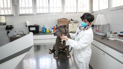 Claves de las oposiciones para cubrir 129 plazas de veterinarios del Estado